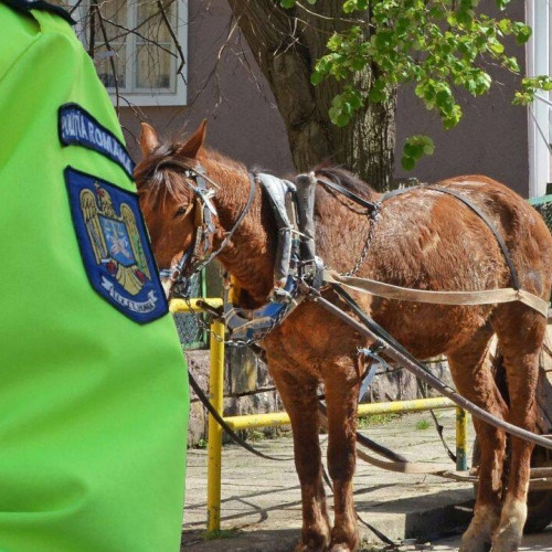 Căruțași băuți prinși de poliție pe drumurile din Mehedinți