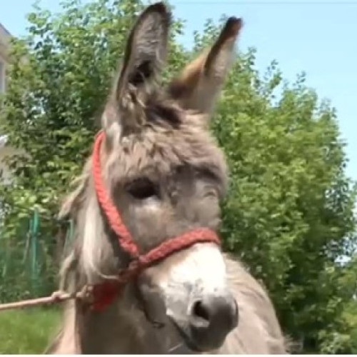 Magarul Pablito, noua vedetă a Facultății de Medicină Veterinară din Iași