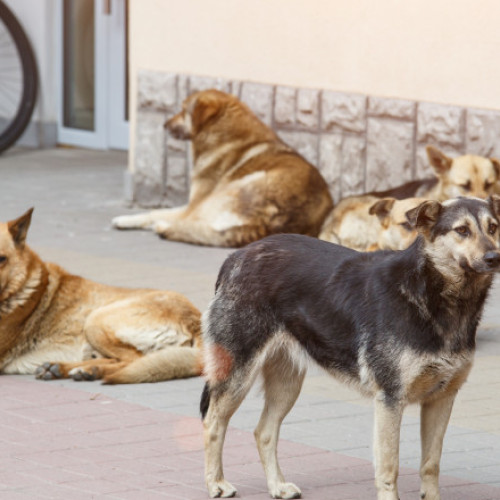 Femeie din Marea Britanie moare din cauza rabiei, dupa contact cu un catelus in Maroc
