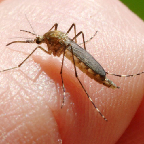 Încă o persoană ucisă în Italia de West Nile. La cât a ajuns bilanțul total al celor care au murit din cauza temutului virus