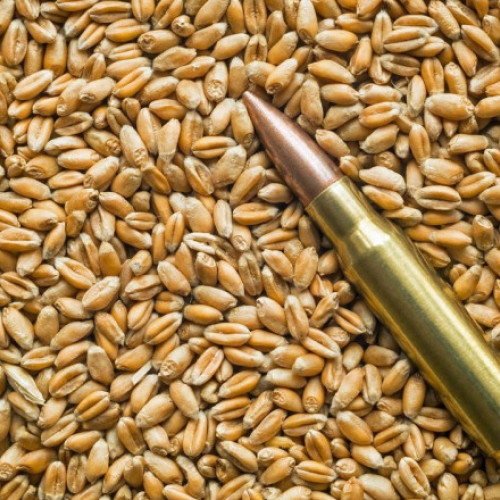 Rusia își crește exporturile de grâu pe baza cerealelor din teritoriile ocupate în Ucraina