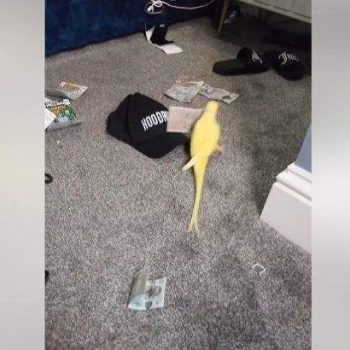 Un papagal vorbitor i-a ajutat pe polițiști să bage în închisoare o rețea de traficanți de droguri din Marea Britanie