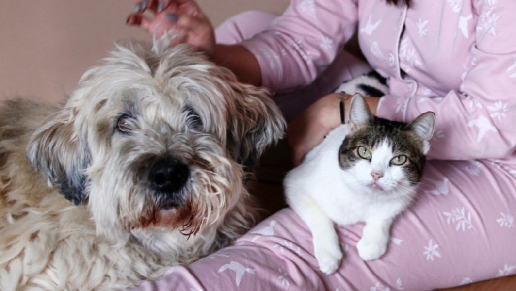 57,1% dintre români au animale de companie, câinii fiind cei mai populari