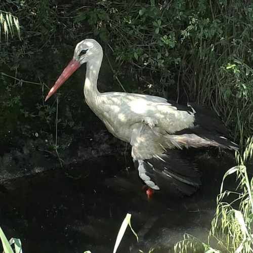 Puiul de barză grav rănită, salvat de autorități în Mehedinți